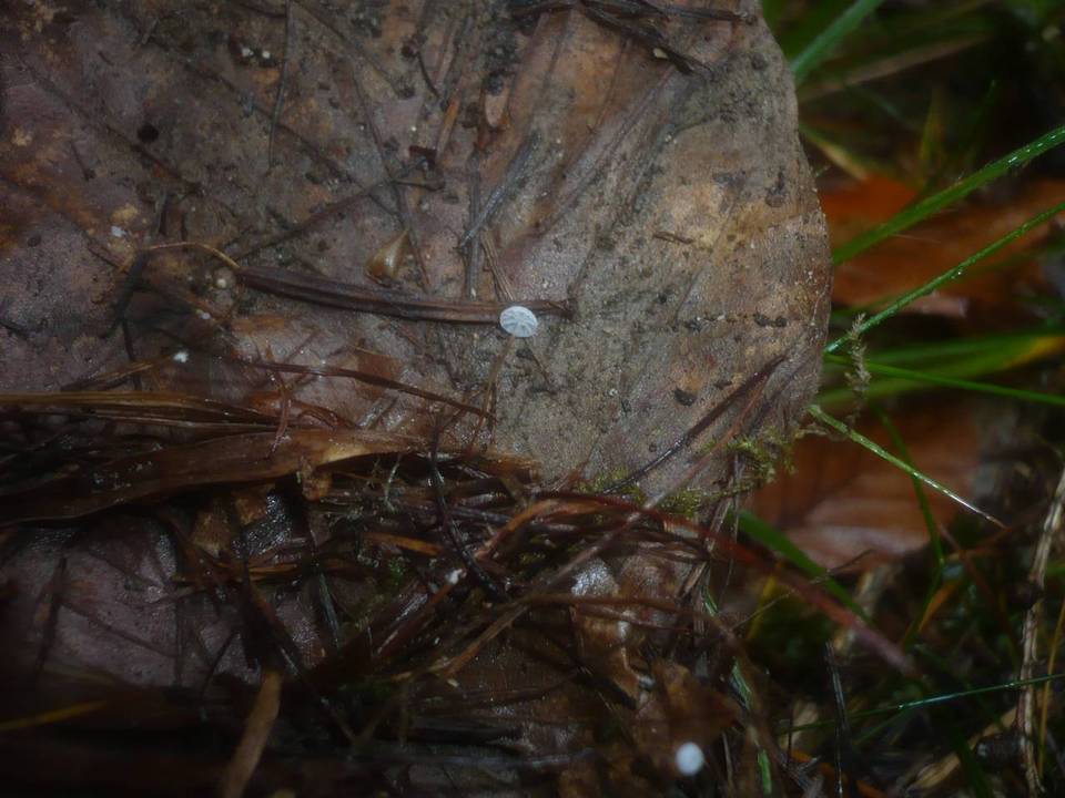 Marasmius setosus image