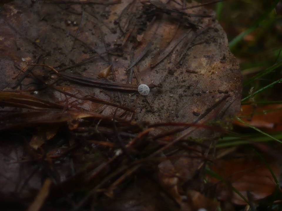 Marasmius setosus image