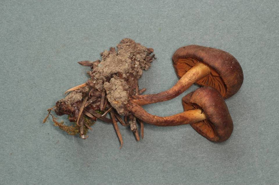 Cortinarius idahoensis image