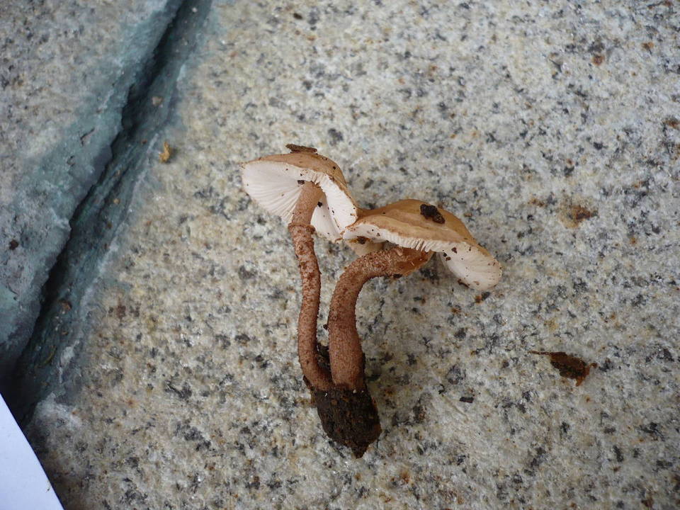Cystoderma subvinaceum image