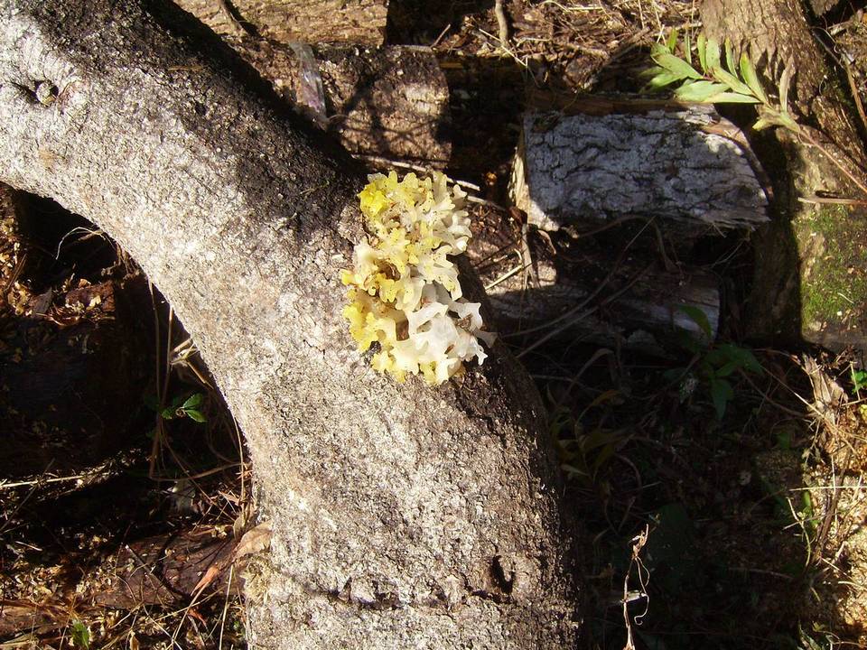 Tremella iduensis image