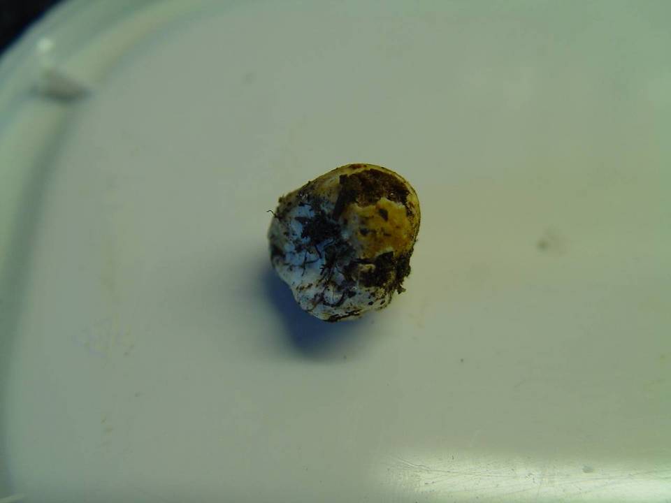 Descomyces albus image