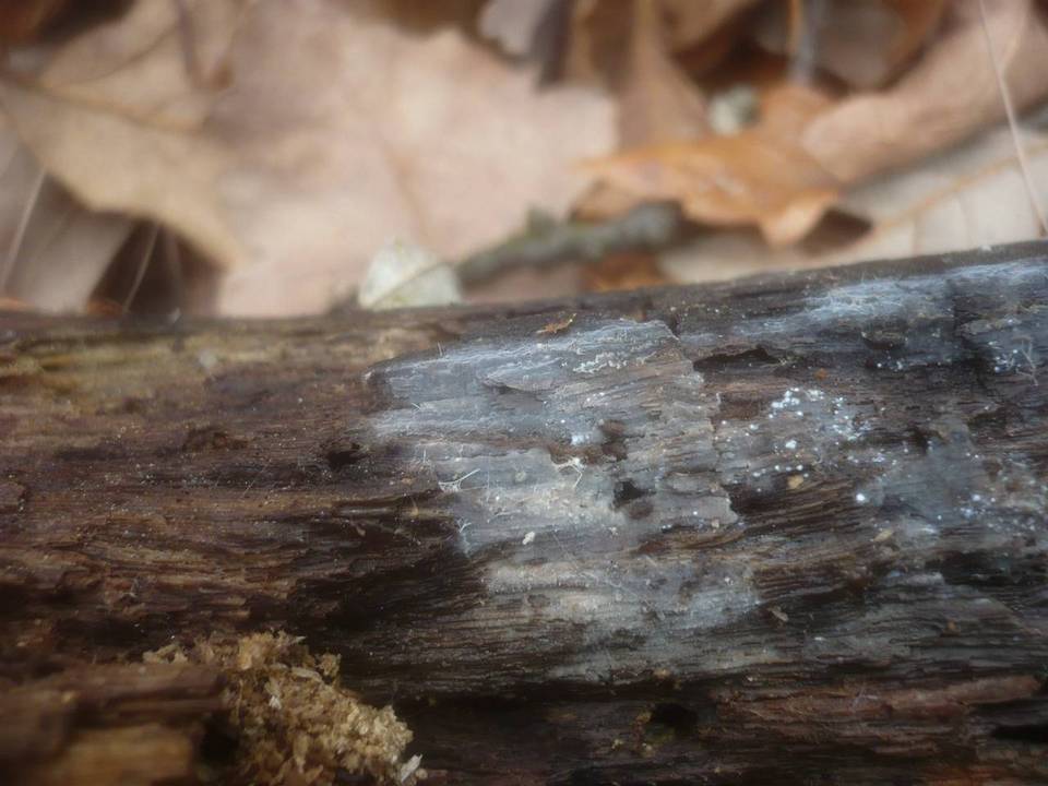 Xenasma pruinosum image