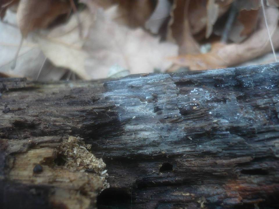 Xenasma pruinosum image