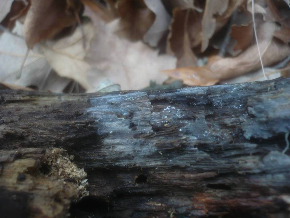 Xenasma pruinosum image
