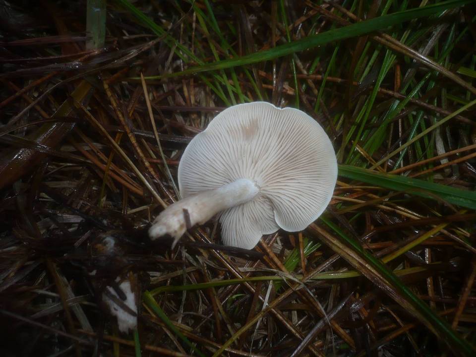 Clitocybe albofragrans image