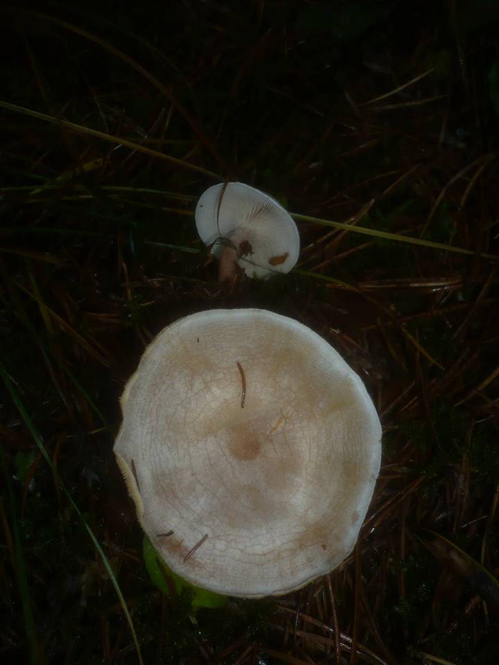 Clitocybe albofragrans image