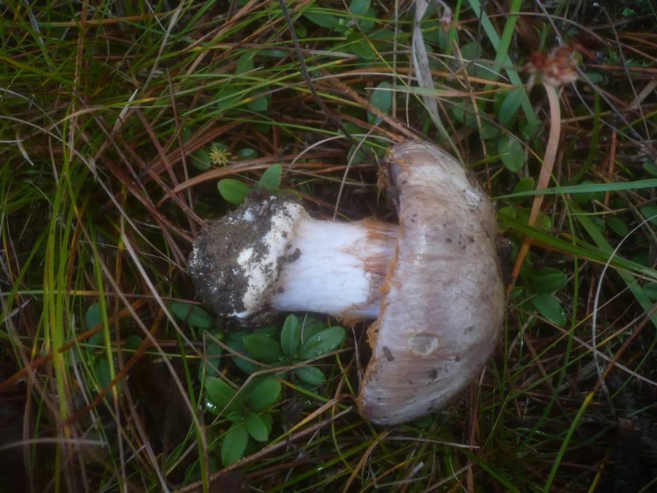 Cortinarius caesiocanescens image