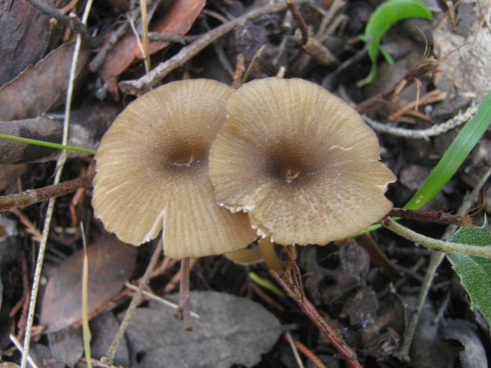 Entoloma exile image