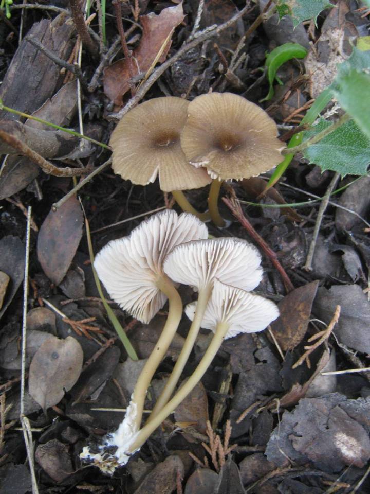 Entoloma exile image