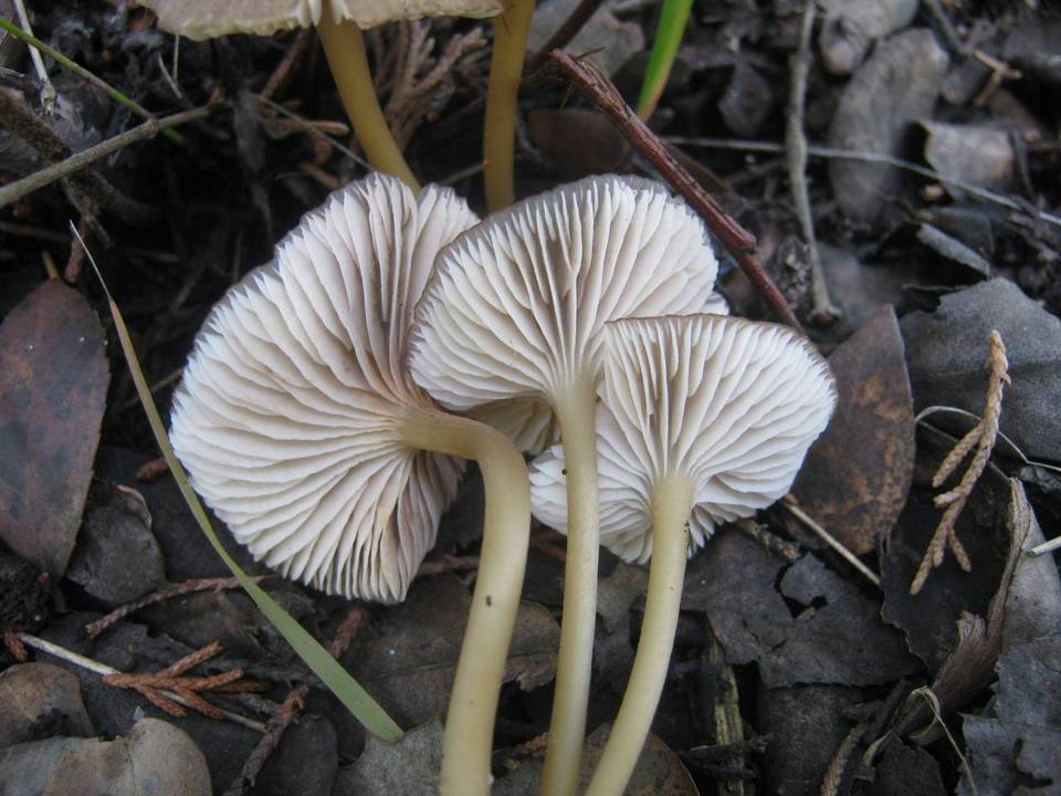 Entoloma exile image