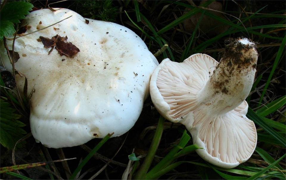 Hygrophorus penarioides image