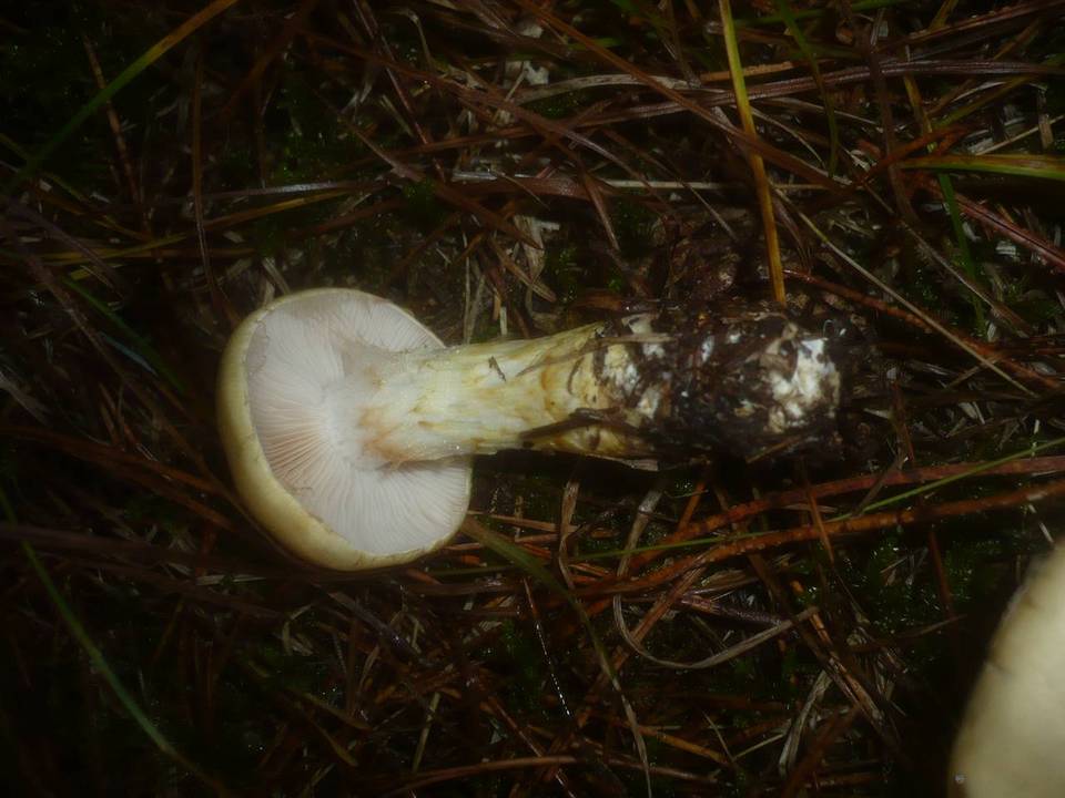 Cortinarius cephalixus image