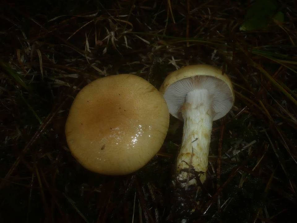 Cortinarius cephalixus image