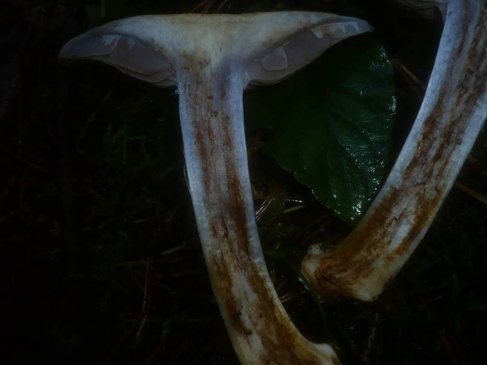 Cortinarius dionysae image