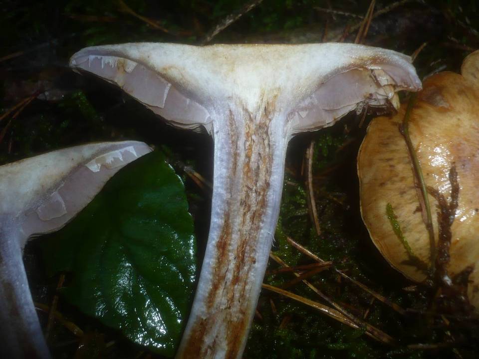 Cortinarius dionysae image