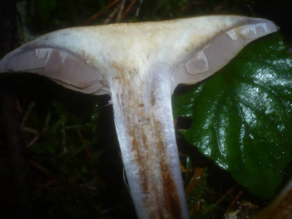 Cortinarius dionysae image