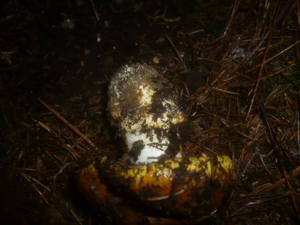 Cortinarius elegantissimus image