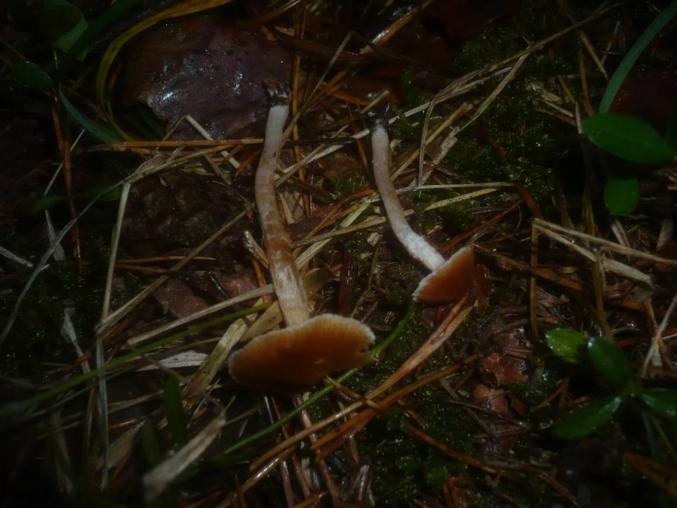 Cortinarius junghuhnii image