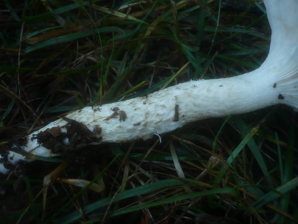 Hygrophorus latitabundus image