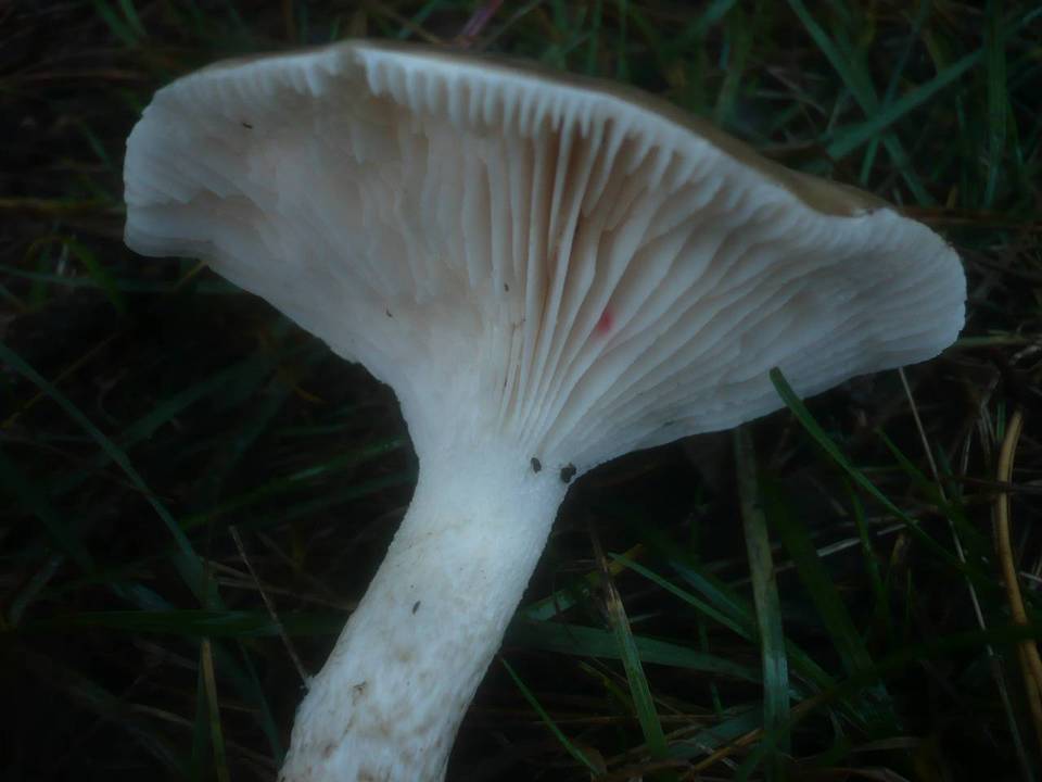 Hygrophorus latitabundus image
