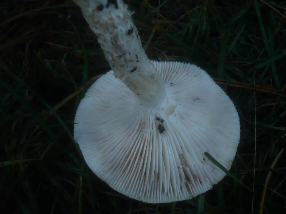 Hygrophorus latitabundus image