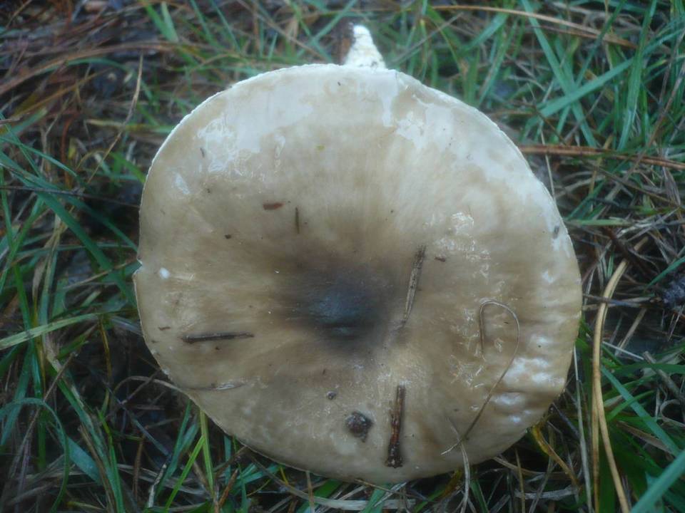 Hygrophorus latitabundus image