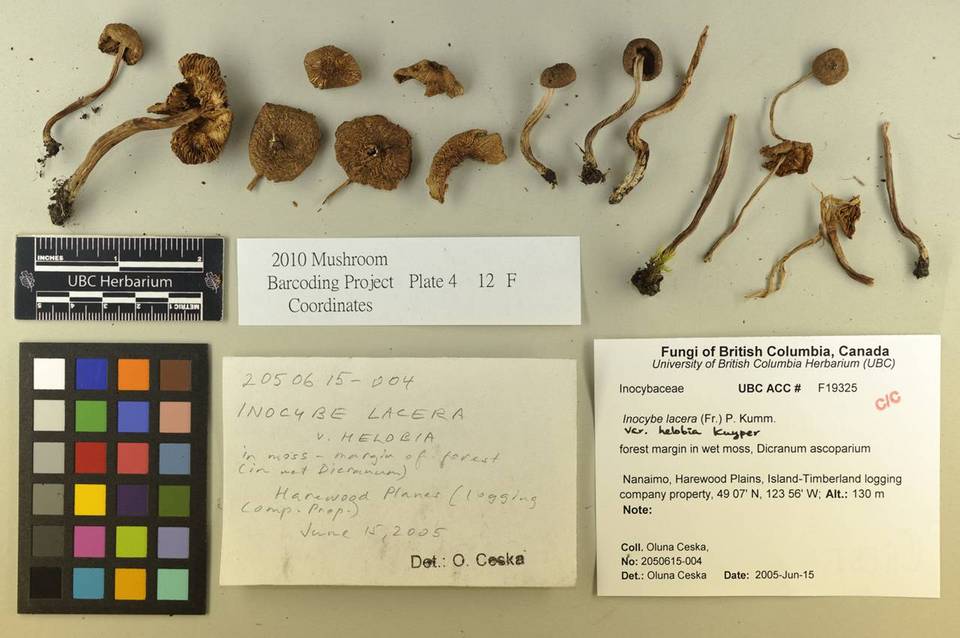 Inocybe lacera var. helobia image