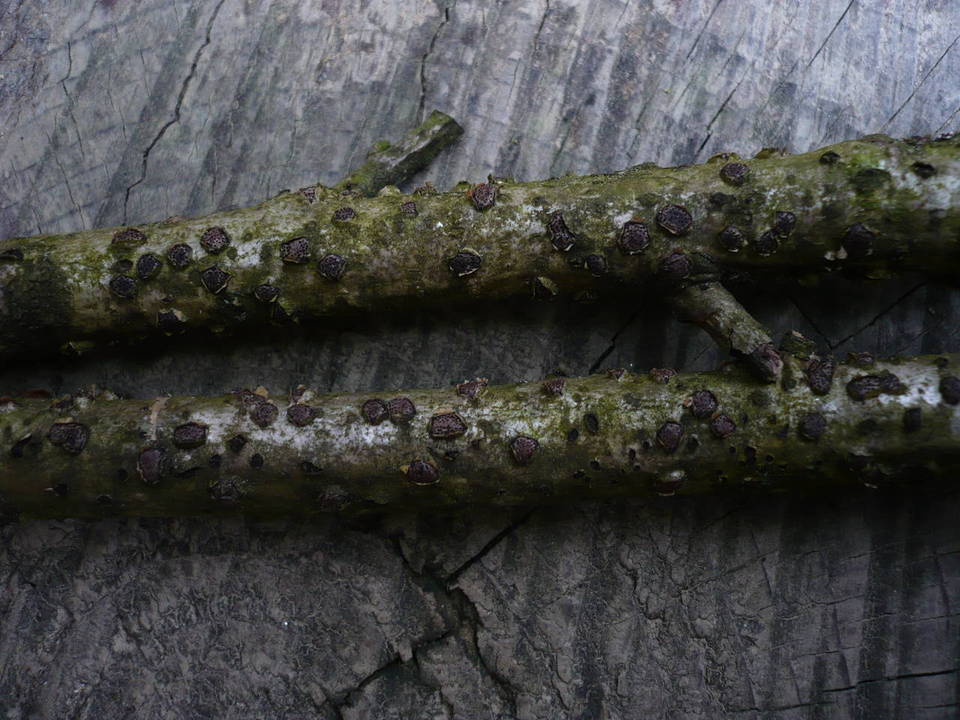 Diatrypella quercina image
