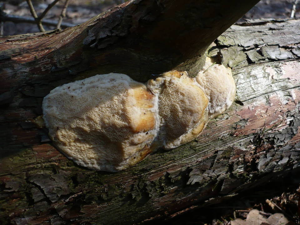 Diplomitoporus flavescens image