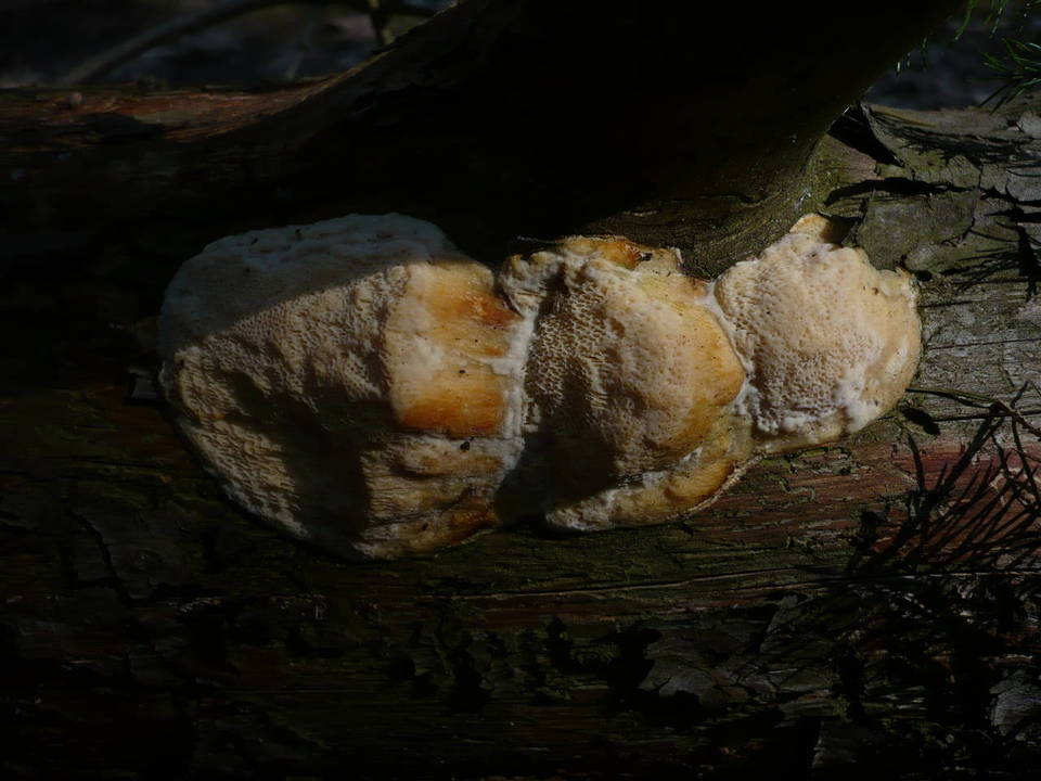 Diplomitoporus flavescens image