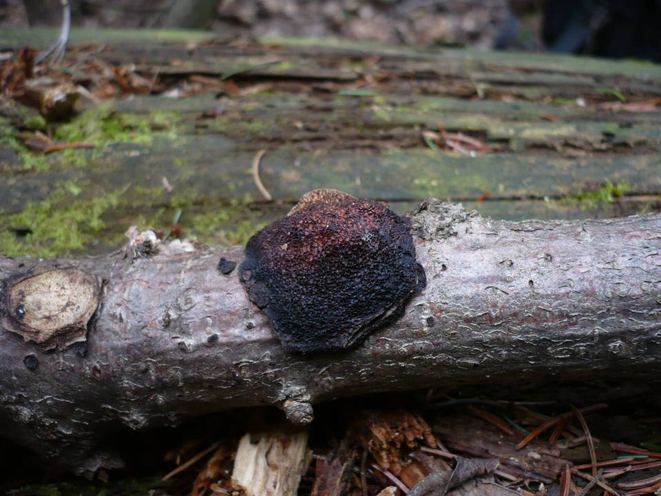 Dichomitus campestris image