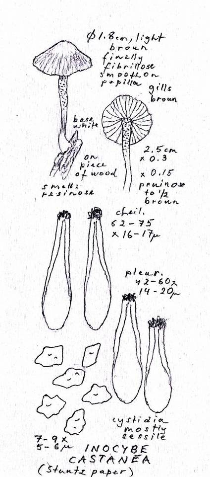 Inocybe castanea image