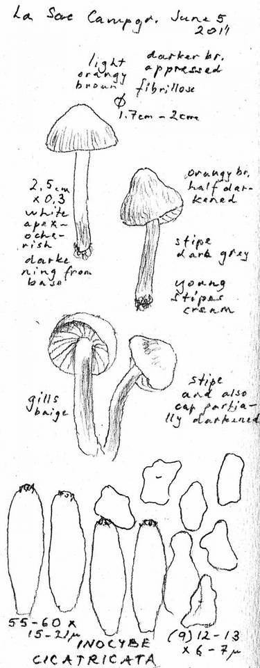 Inocybe cicatricata image