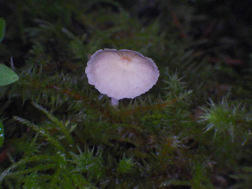 Galerina dimorphocystis var. dimorphocystis image
