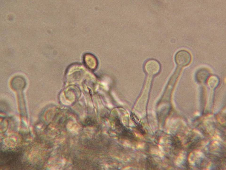 Galerina dimorphocystis var. dimorphocystis image