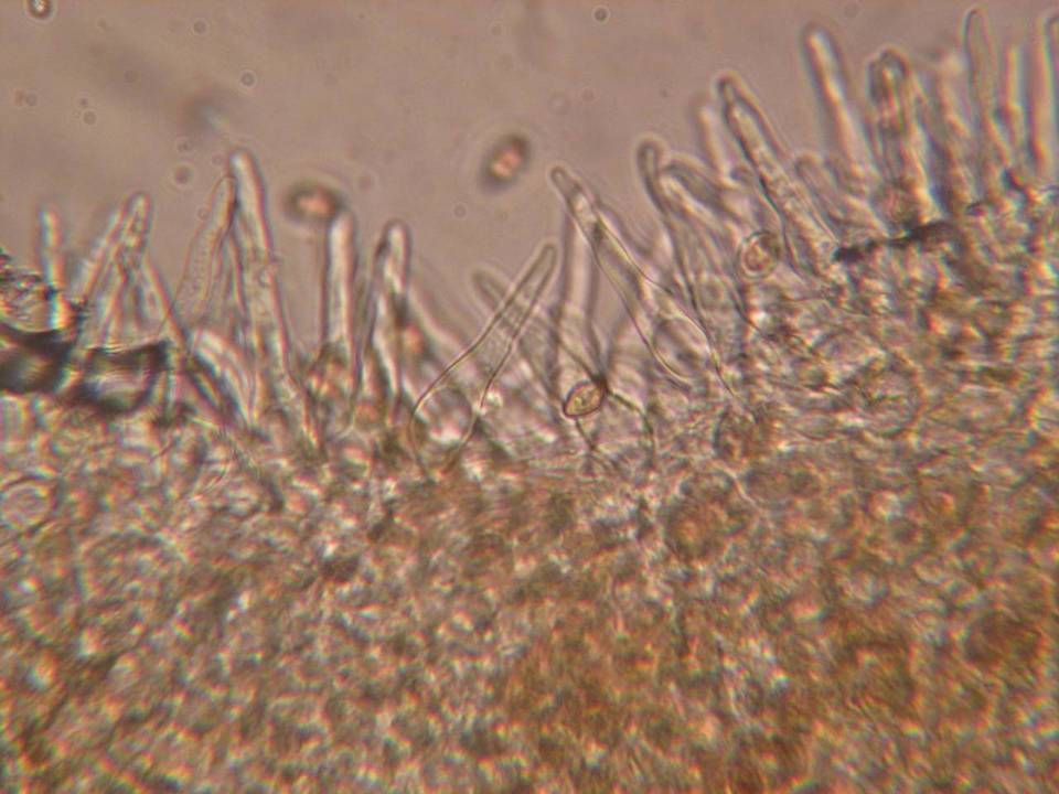 Galerina vittiformis f. vittiformis image