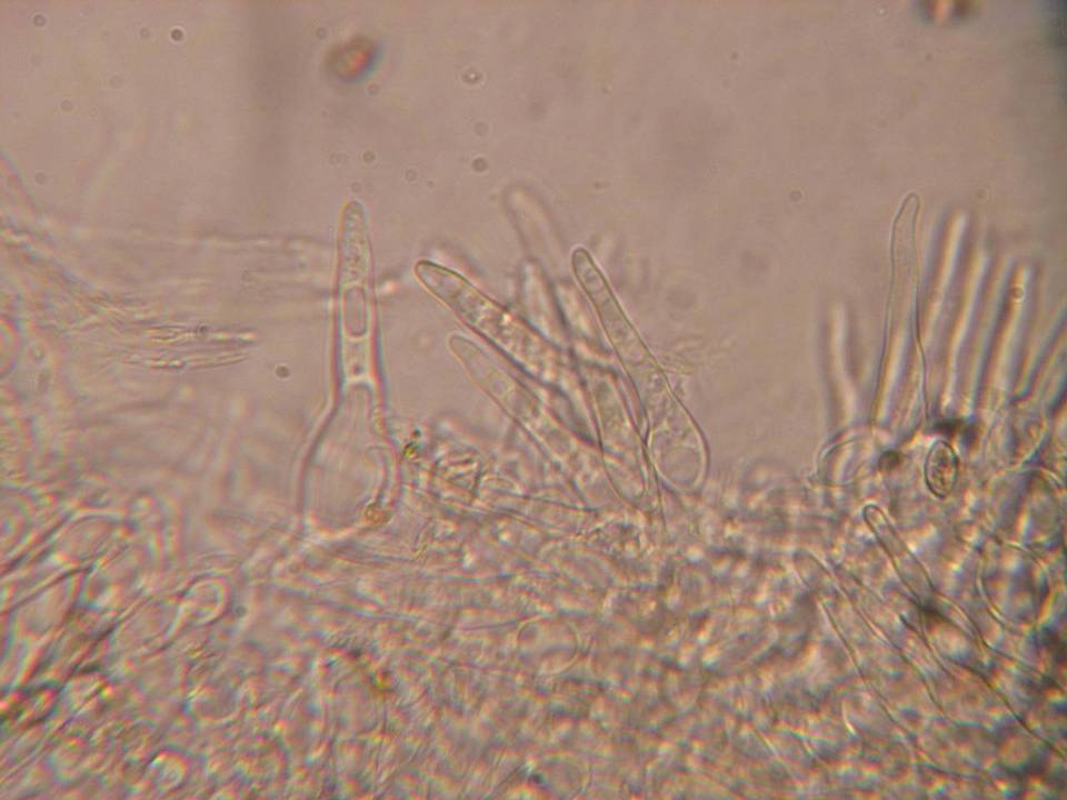Galerina vittiformis f. vittiformis image