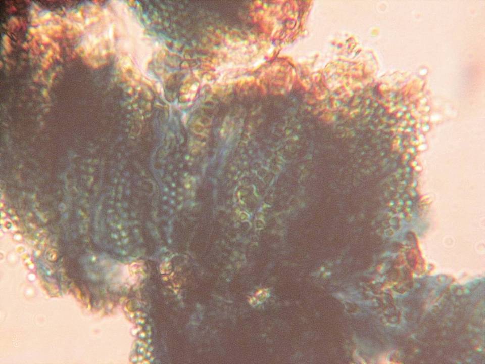 Sarea difformis image