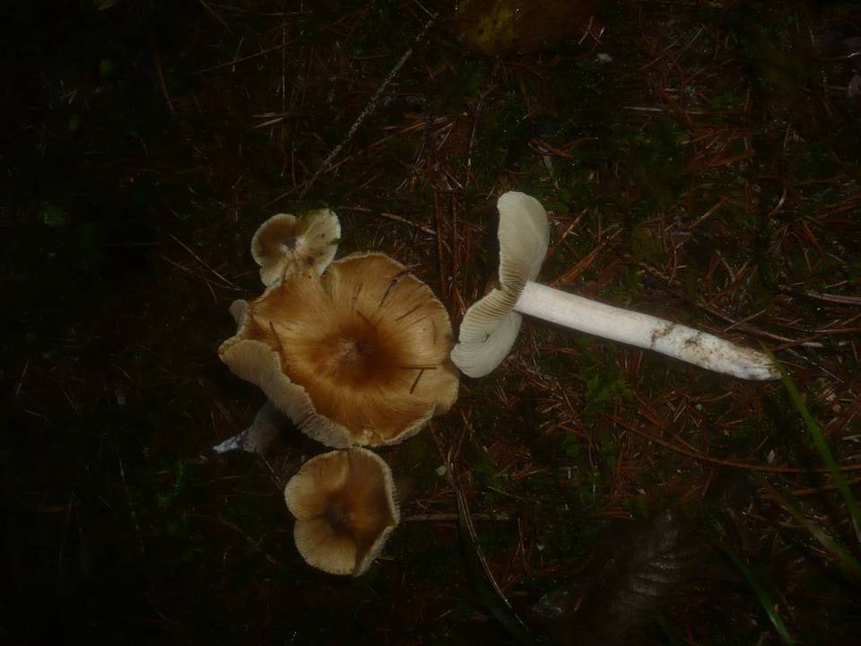Inocybe perlata image