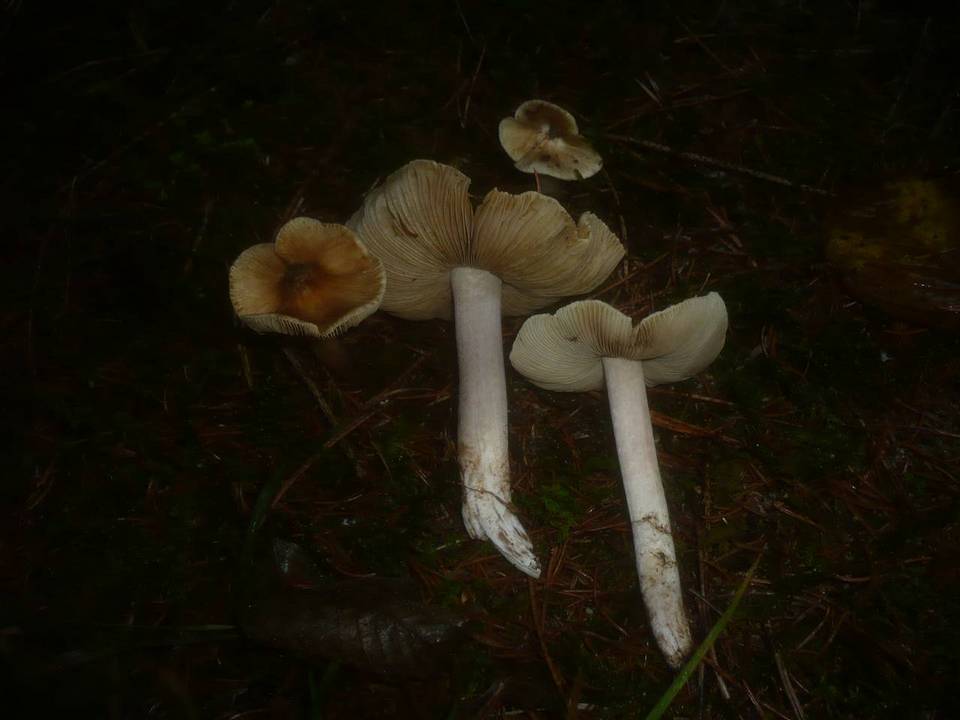 Inocybe perlata image