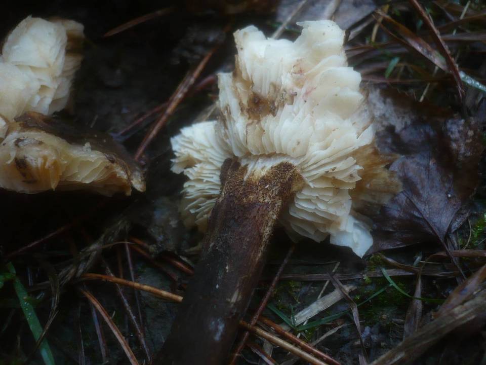 Leucopaxillus mirabilis image
