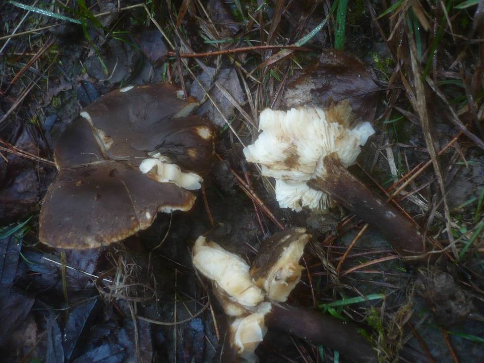 Leucopaxillus mirabilis image