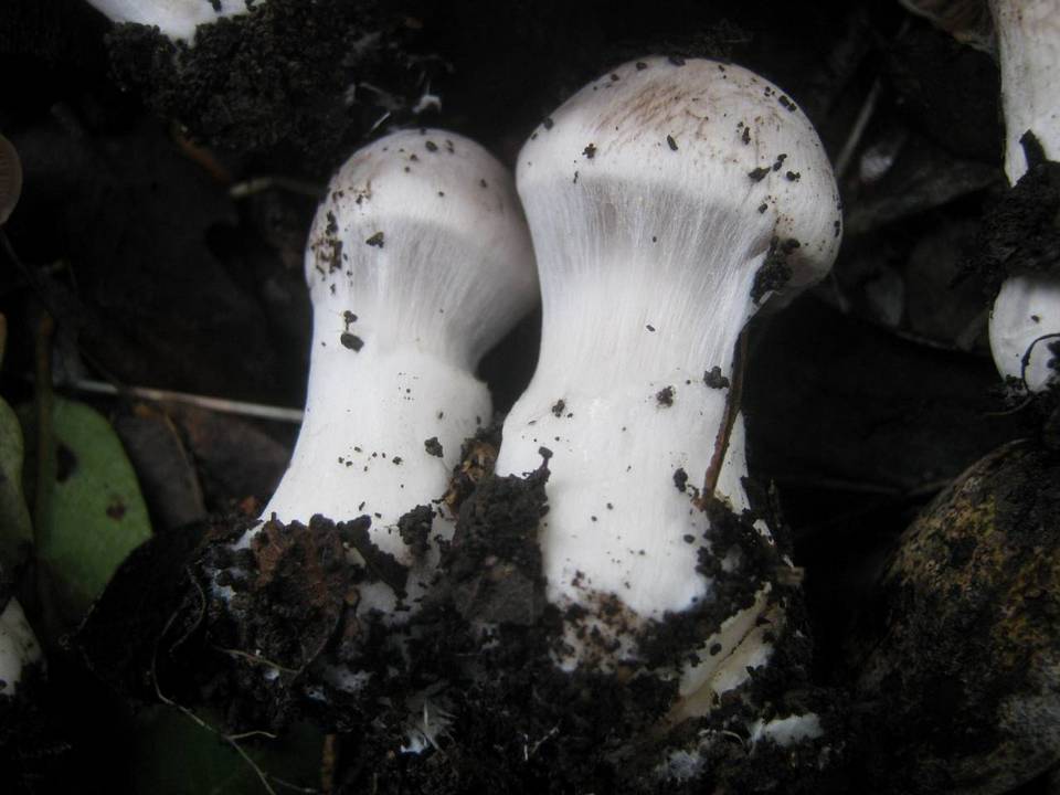 Cortinarius diosmus image