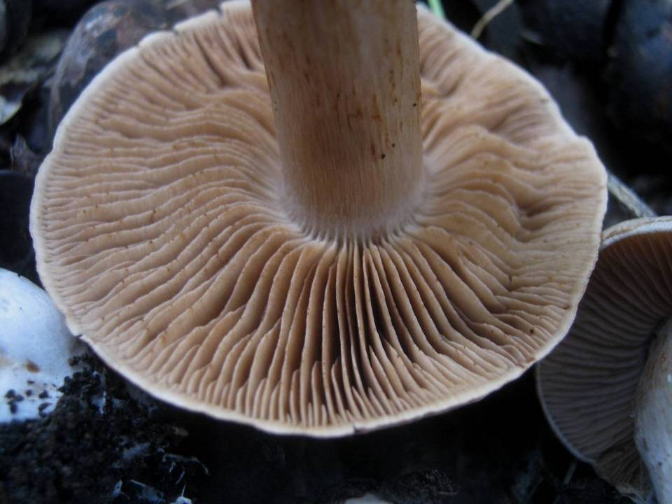 Cortinarius diosmus image