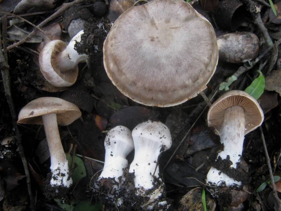 Cortinarius diosmus image