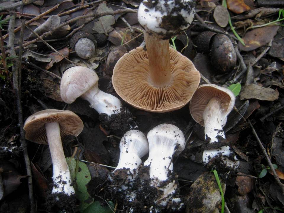 Cortinarius diosmus image