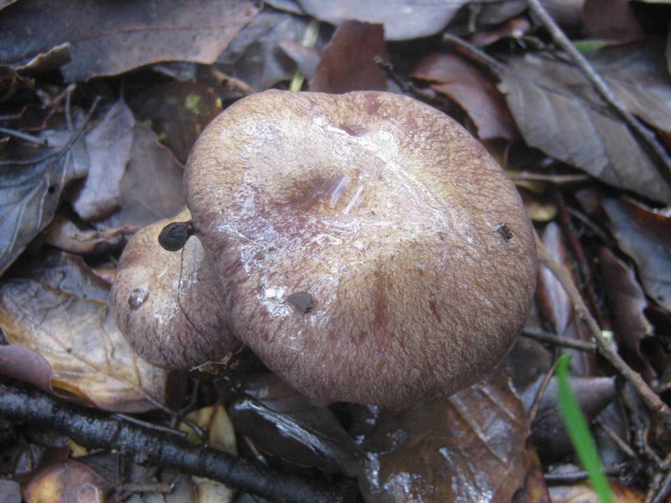 Cortinarius variecolor image