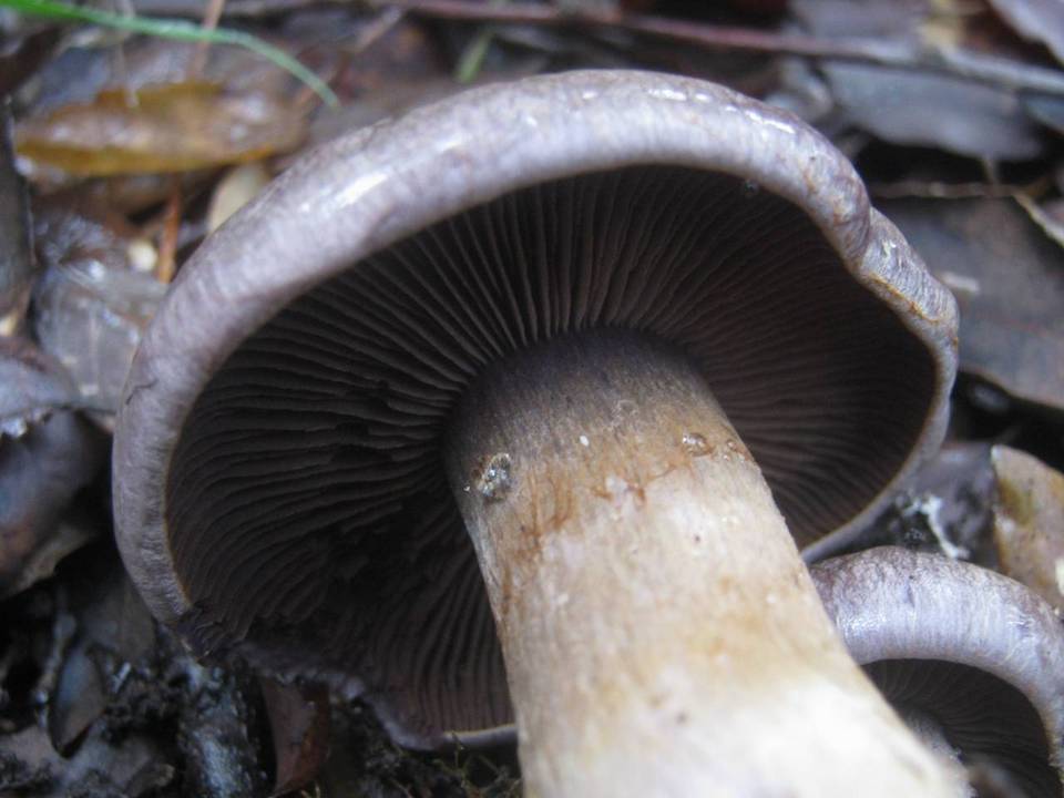 Cortinarius variecolor image
