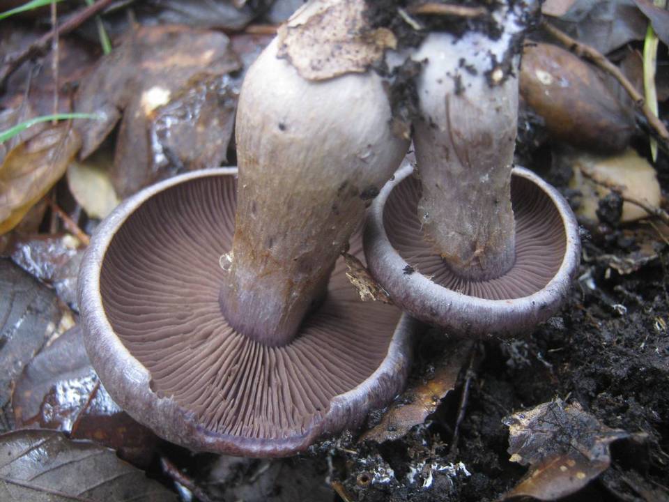 Cortinarius variecolor image